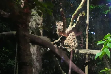 シンガポールのナイトサファリのウンピョウ