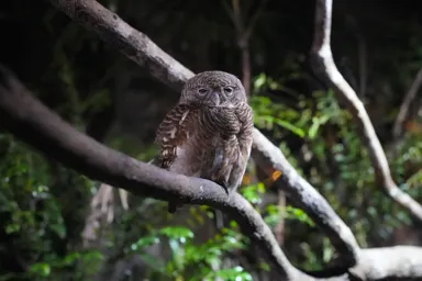 シンガポールのナイトサファリのフクロウ