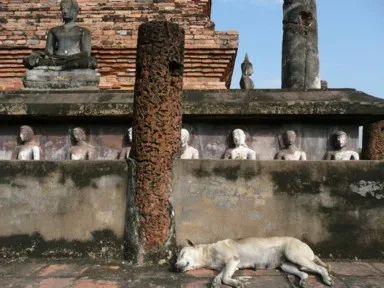 スコータイの仏塔の下を囲んで並ぶ仏像とその横で熟睡する犬