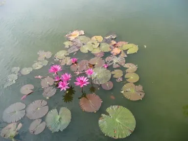 スコータイの池に咲くピンクの蓮の花